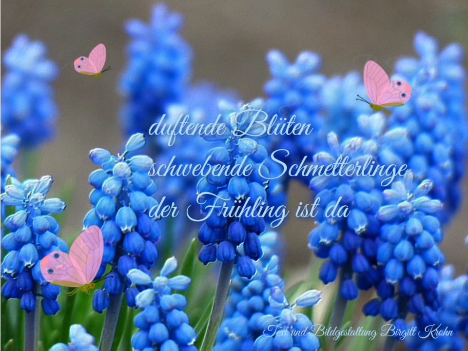 Bildinschrift ein Haiku von Birgitt Krohn: duftende Bl&uuml;ten / schwebende Schmetterlinge / der Fr&uuml;hling ist da