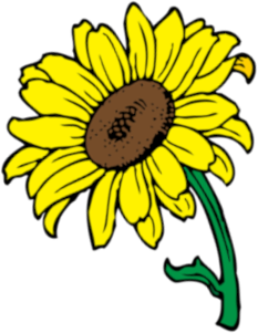 Sonnenblume